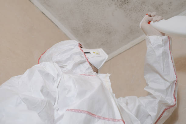 Best Attic Mold Remediation in Avila Beach, CA