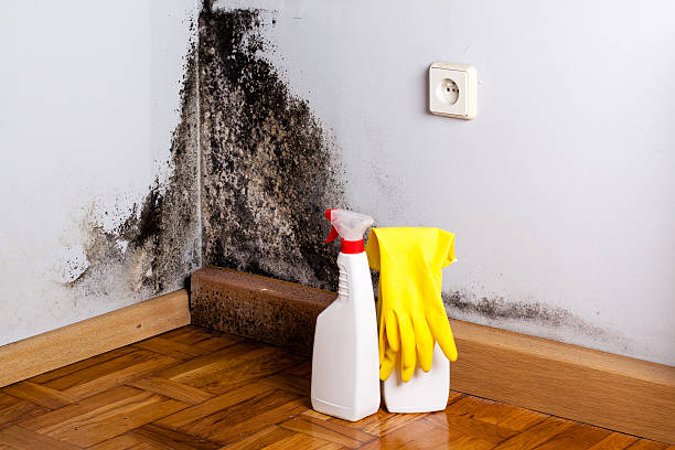 Best Residential Mold Remediation in Avila Beach, CA